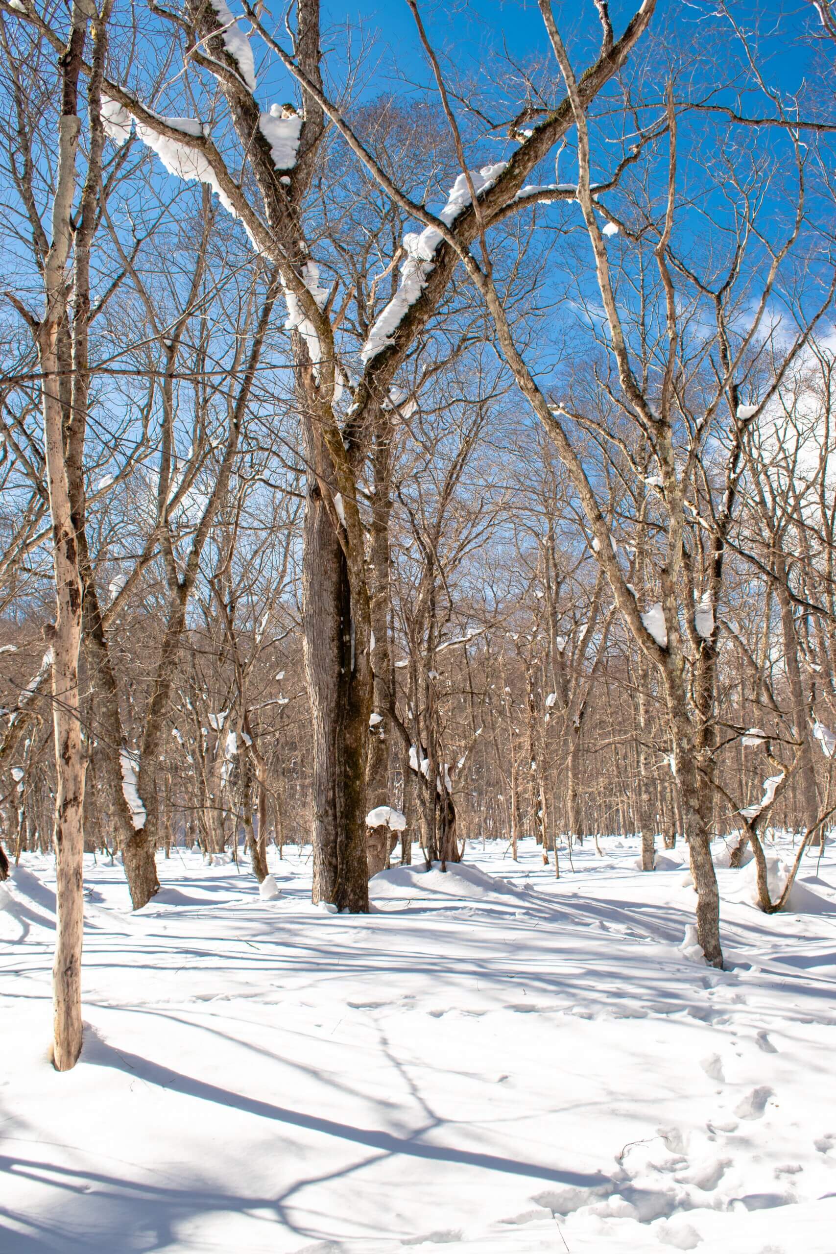 雪に覆われた長野県の森のイメージ写真。青森の撮影地ではありません